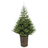 Glenside Fir Tree in Basket - 6ft Tall