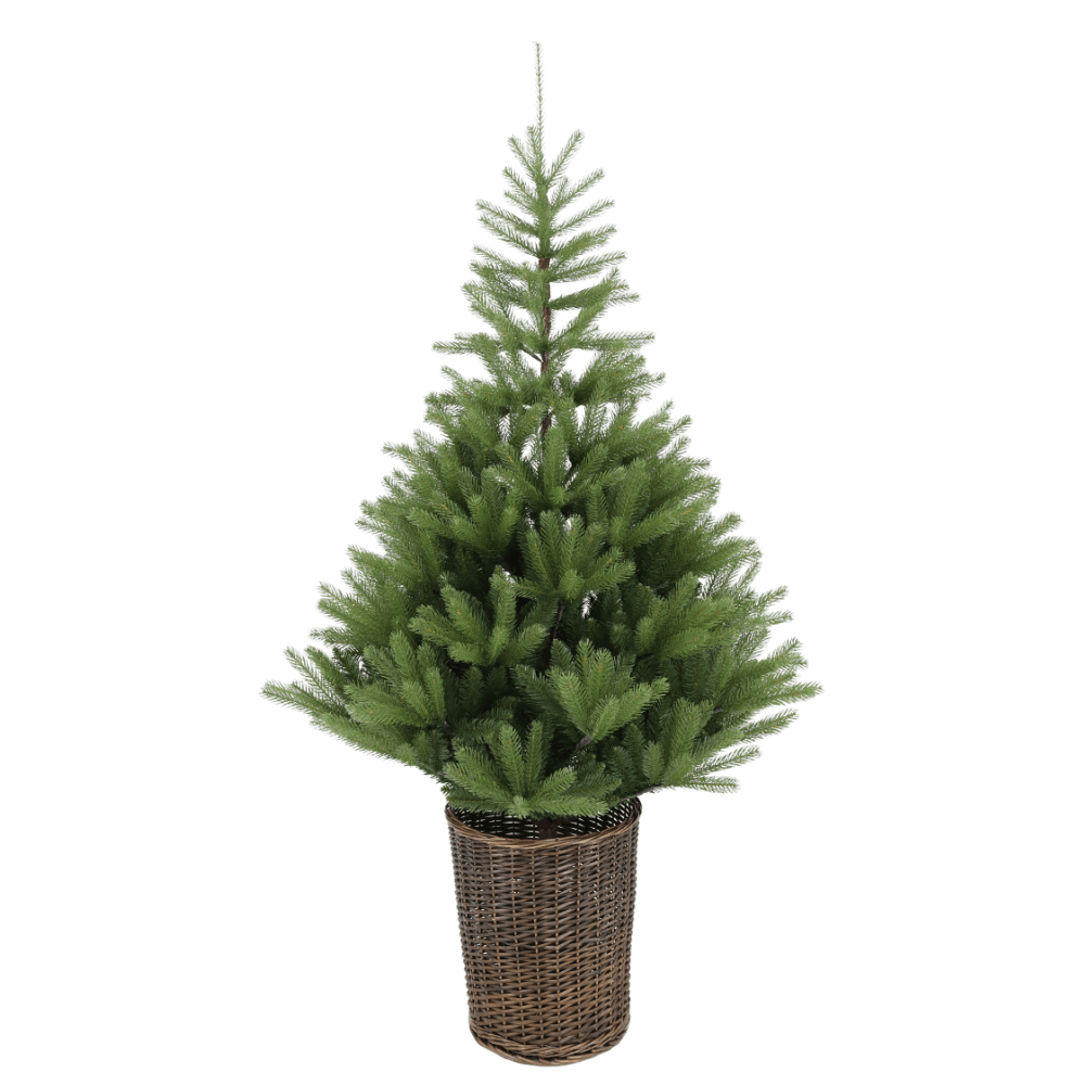 Glenside Fir Tree in Basket - 6ft Tall