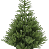 Glenside Fir Tree in Basket - 6ft Tall