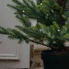 Indoor Outdoor Nordmann Fir Pre-lit Potted Tree